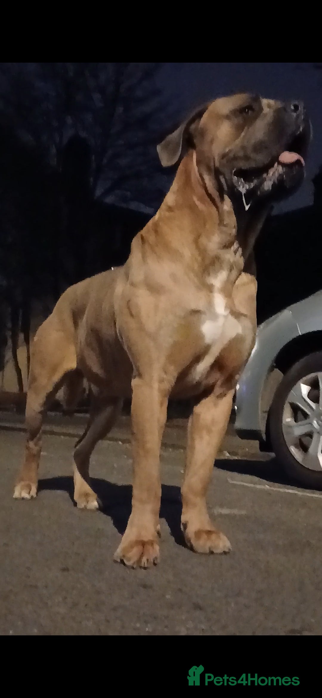 Cane Corso dogs for stud: Russian import working blood cane corso stud - Advert 8