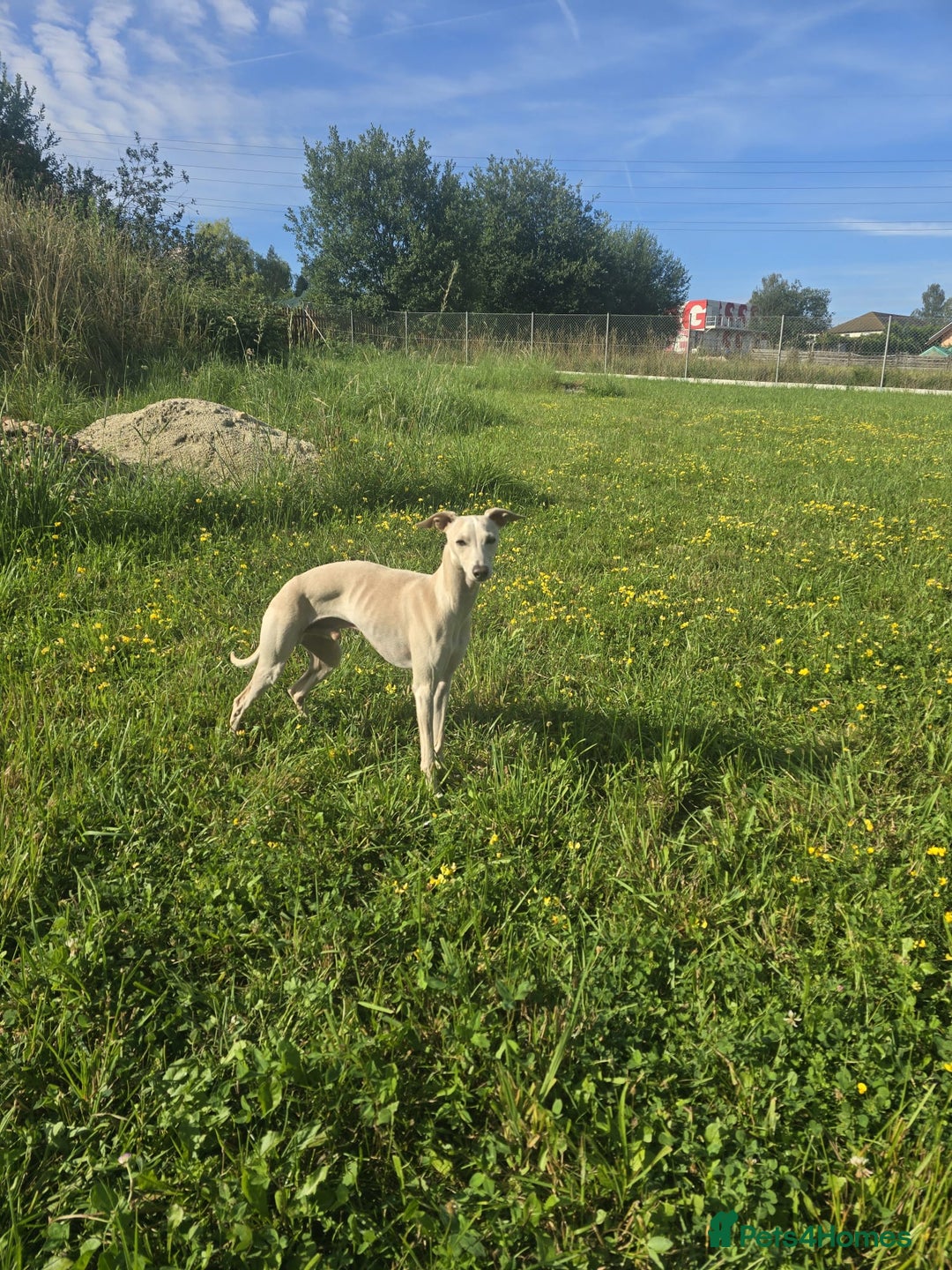 Italian Greyhound dogs for stud: KC registred Italian Greyhound proven for studding in Bristol - Advert 4