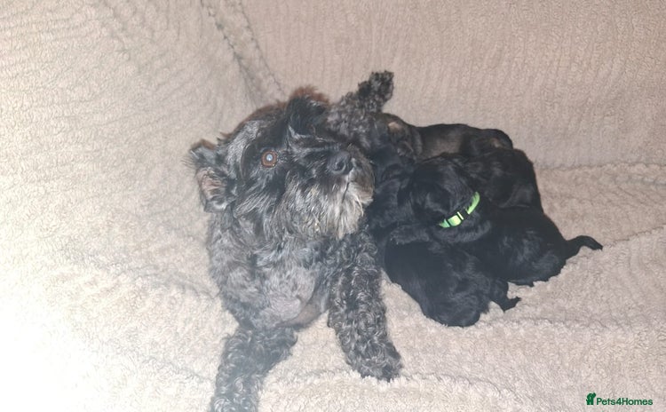 Miniature Schnauzer dogs - Advert 12
