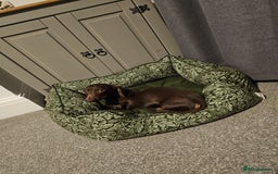 Miniature Dachshund dogs for sale: Miniature Dachshund for rehoming  - Image 1