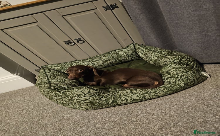 Miniature Dachshund dogs - Advert 2