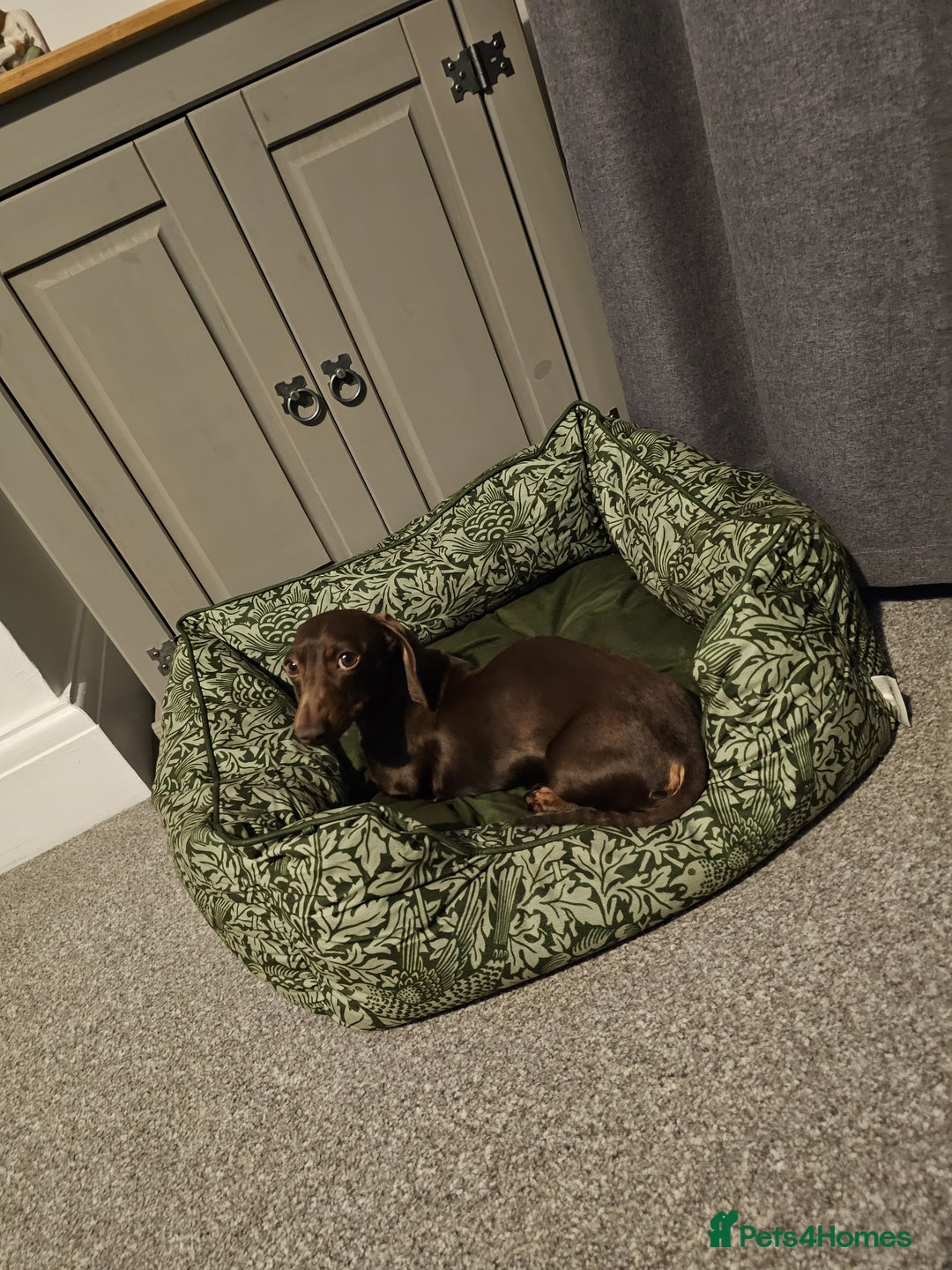 Miniature Dachshund dogs for sale: Miniature Dachshund for rehoming  - Image 1