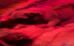 Pug dogs for sale: Beautiful baby girl full pedigree pug  - Image 2