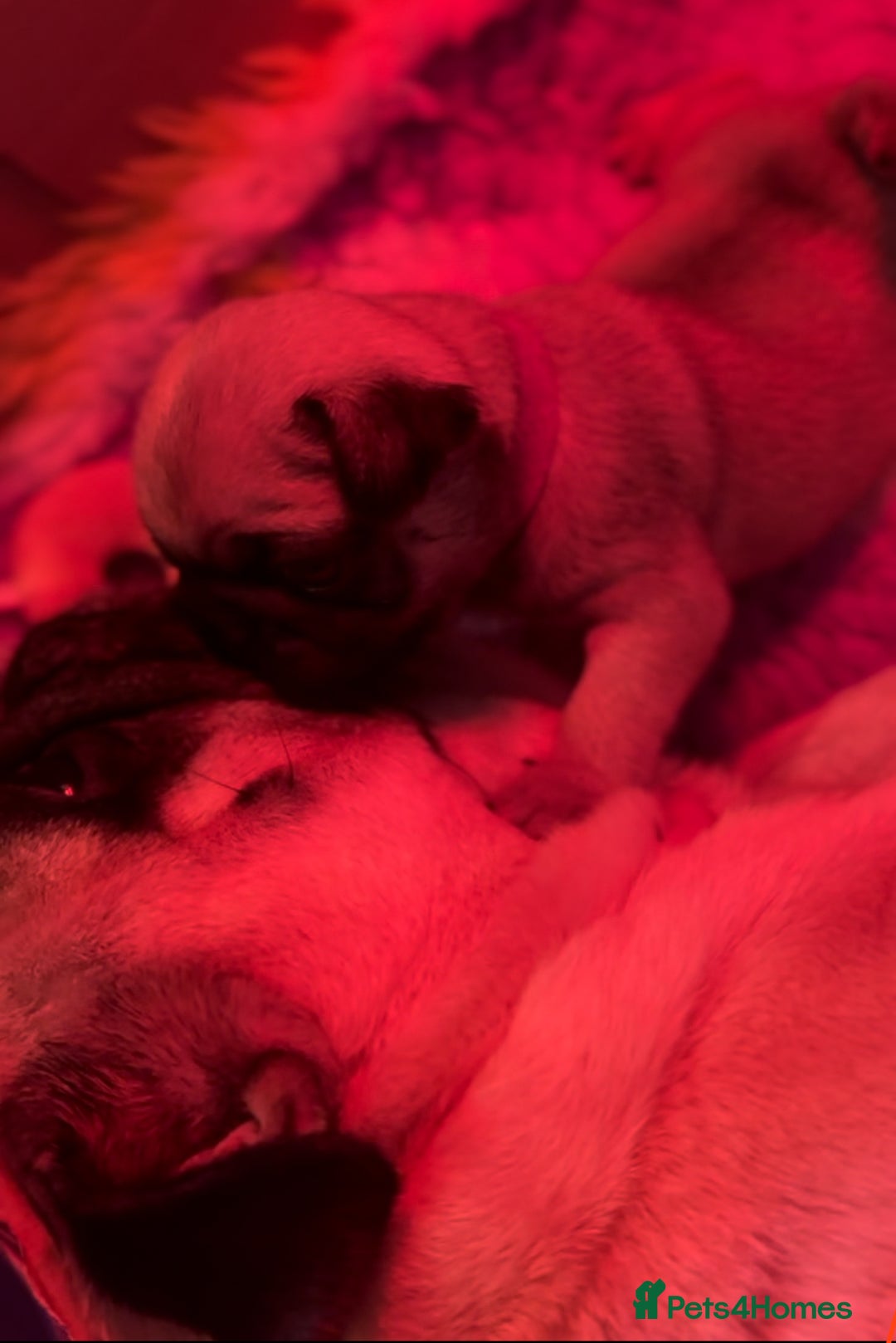 Pug dogs for sale: Beautiful baby girl full pedigree pug  - Image 2