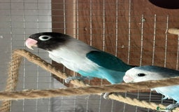 Lovebirds birds for sale: Proven pairs of lovebirds - Image 1