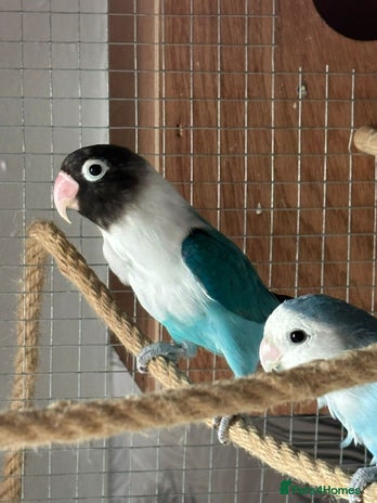 Lovebirds birds - Advert 4