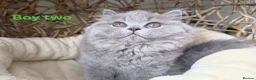 British Longhair cats for sale: Gorgeous British Blue Longhairs  - Advert 2