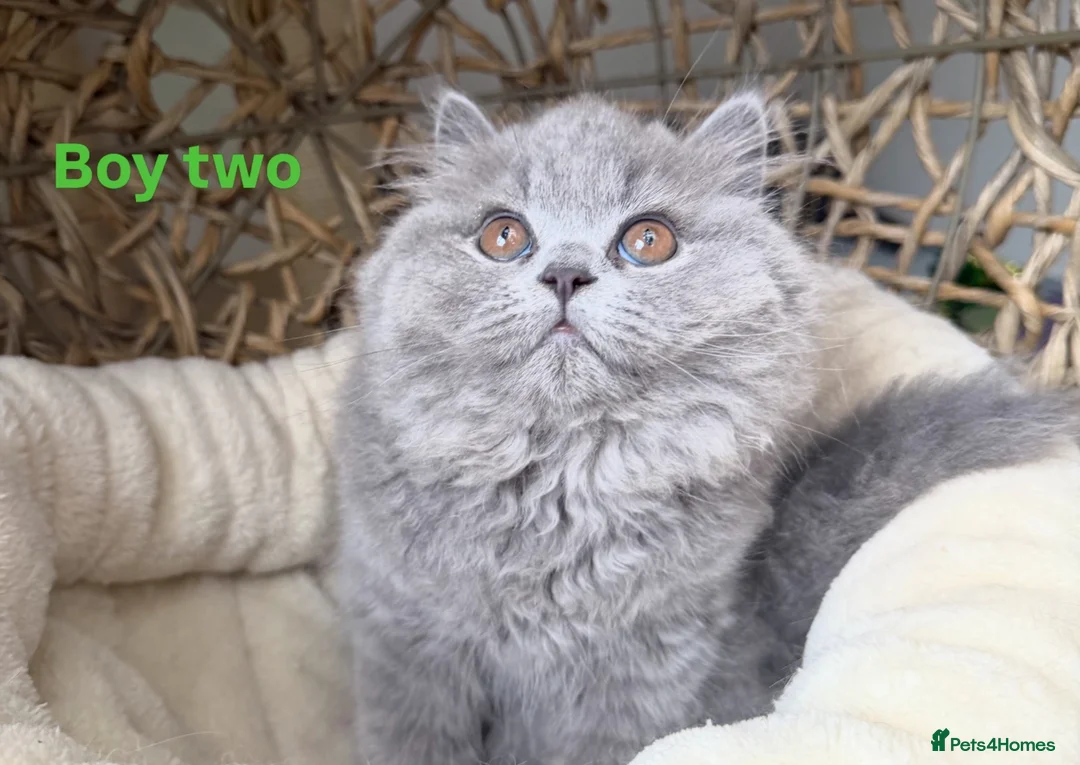British Longhair cats for sale: Gorgeous British Blue Longhairs  - Advert 2