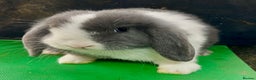 Mini Lop rabbits for sale: Mini Lops for sale READY NOW - Advert 4
