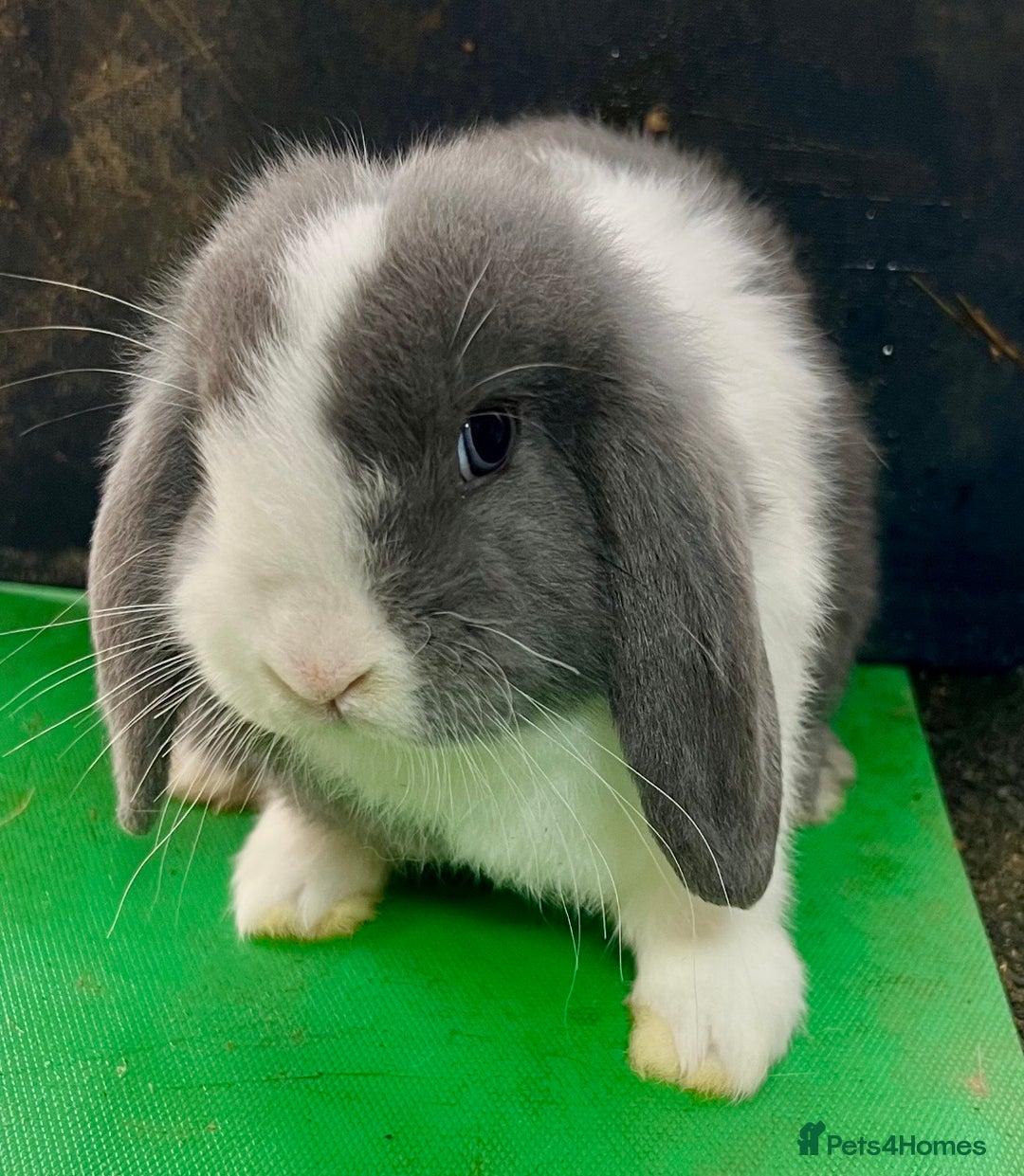 Mini Lop rabbits for sale: Mini Lops for sale READY NOW - Advert 4