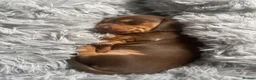 Miniature Dachshund dogs for sale: KC registered female puppies - Advert 18