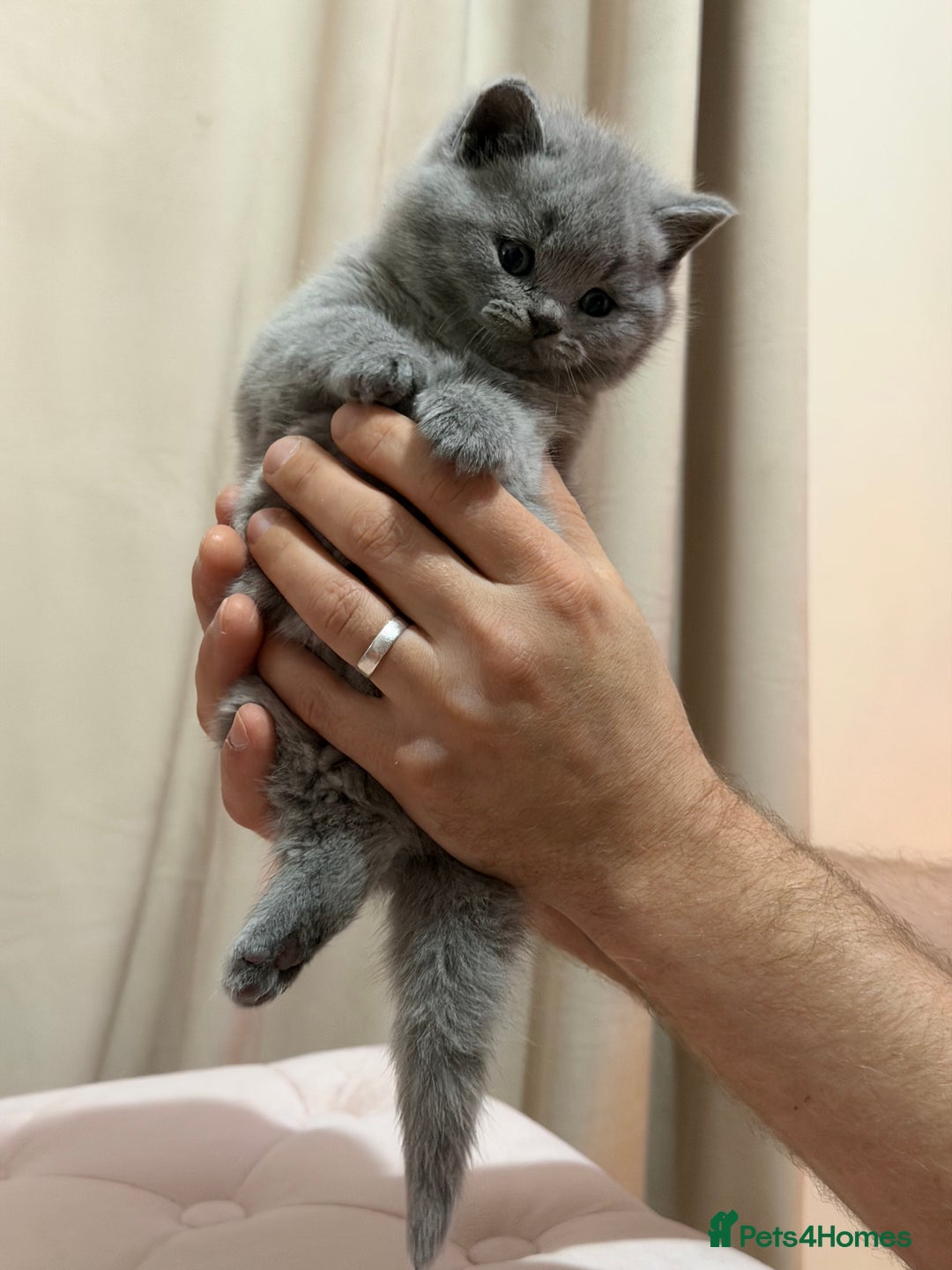 Scottish Fold cats for sale: Scottish Fold/ Straight kitties  - Advert 15