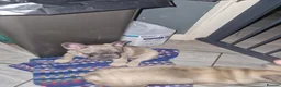 French Bulldog dogs for sale: French bulldog puppies blue in Birmingham - Advert 7