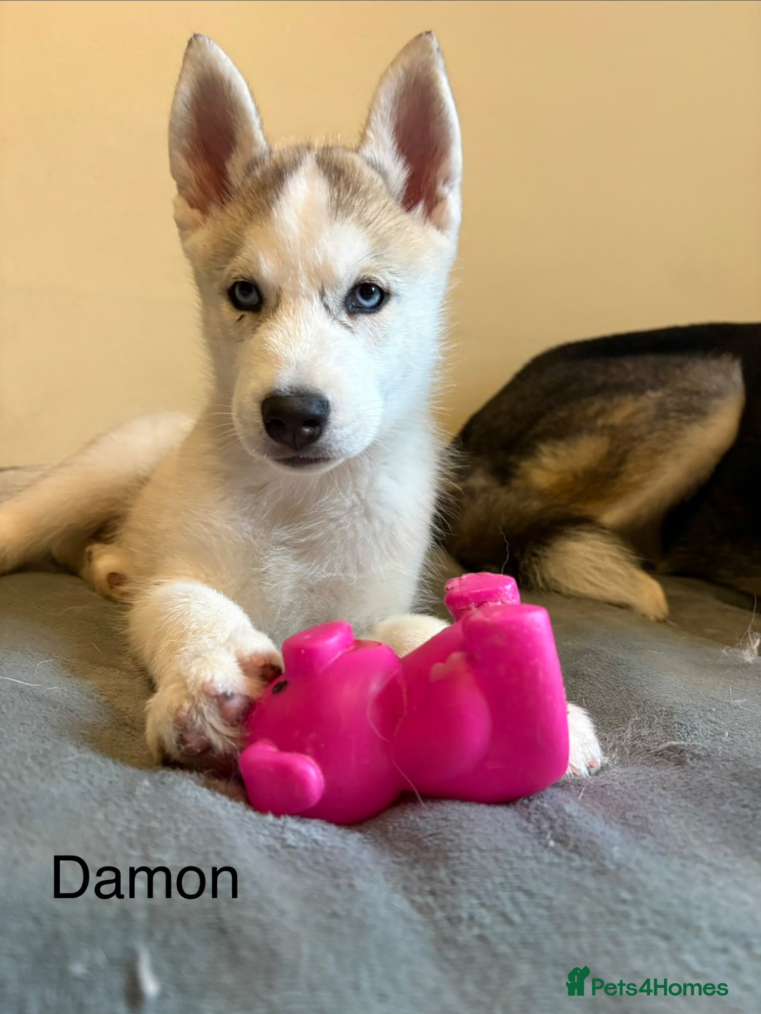 Siberian Husky dogs 💙♥️ 3 boys left ♥️💙 - Advert 2