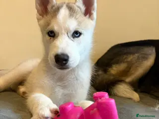 Siberian Husky dogs 💙♥️ 3 boys left ♥️💙 - Advert 2