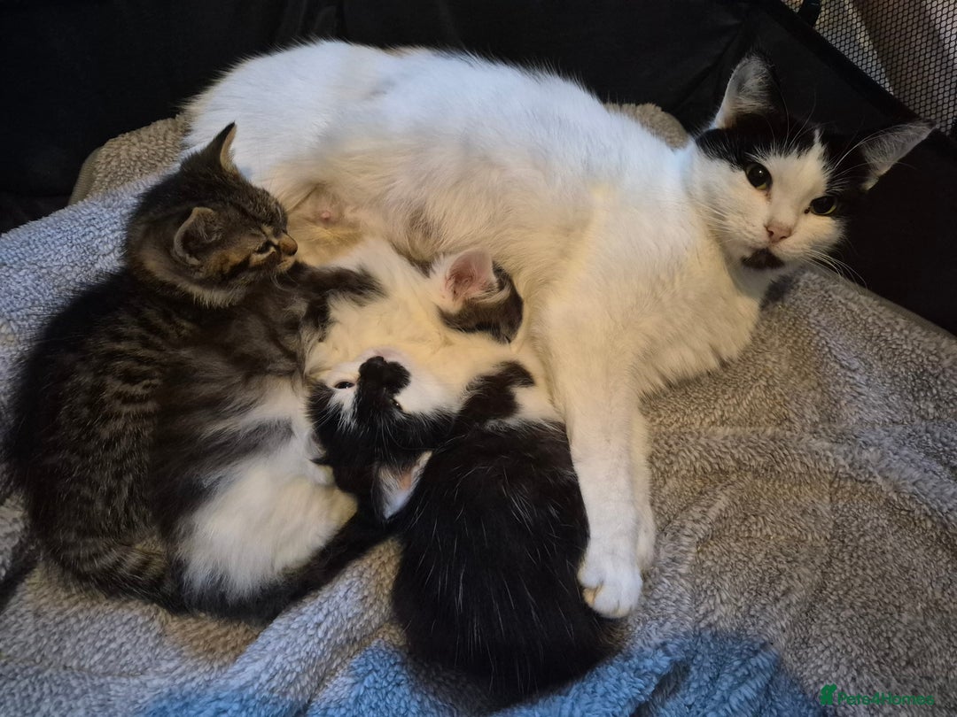 Mixed Breed cats for sale: XxX Gorgeous calico mixedbreed kittens 2 left ♥️  - Advert 21