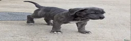 Cane Corso dogs for sale: Cane Corso Irish Kennel club registered  in Enniskillen - Advert 24