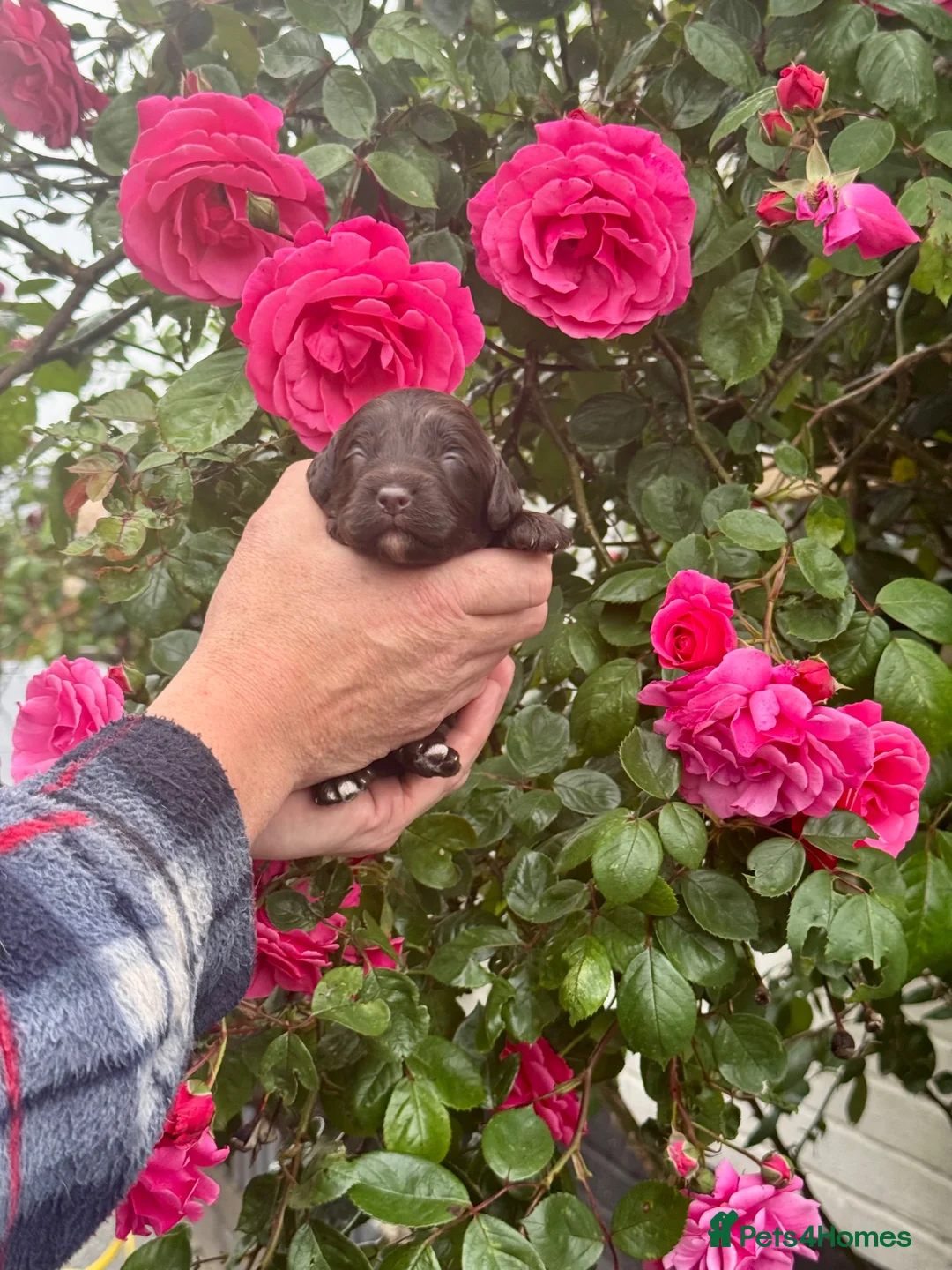 Cockapoo dogs for sale: 6 gorgeous dark chocolate f1 Cockerpoo puppies  - Advert 8