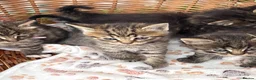 Mixed Breed cats for sale: Blue eyed fluffy babies  - Advert 18