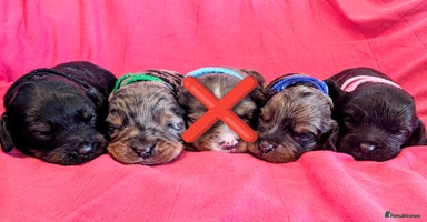 Cavapoo dogs - Advert 7