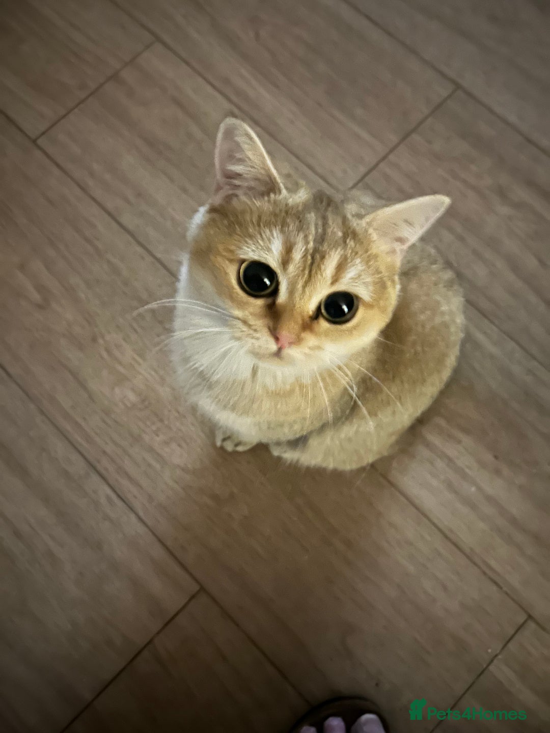 British Shorthair cats for sale: British shorthair  - Advert 3