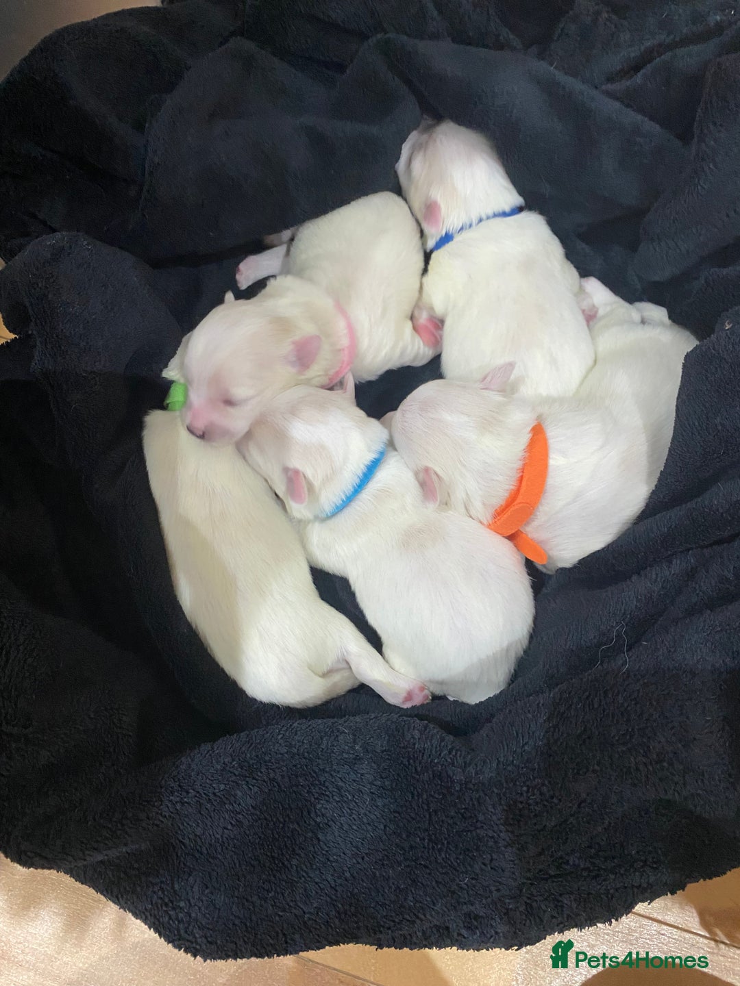 Maltese dogs for sale: Gorgeous pure white Maltese puppies! - Image 6