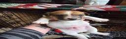Jack Russell dogs for sale: Two beautiful boys  in Clitheroe - Advert 3