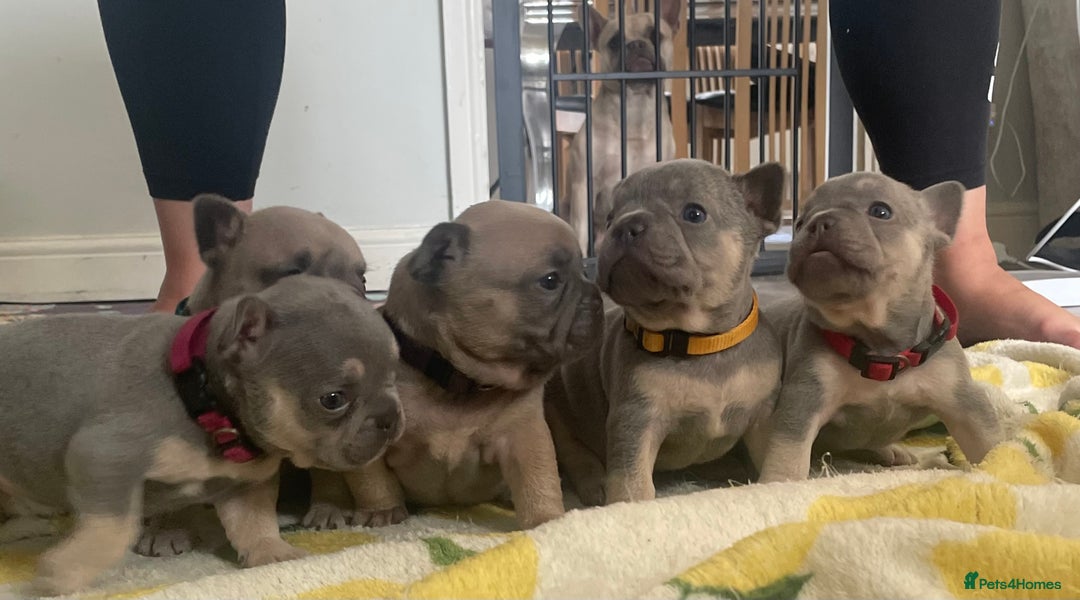 French Bulldog dogs for sale: French bulldog puppies - Image 6