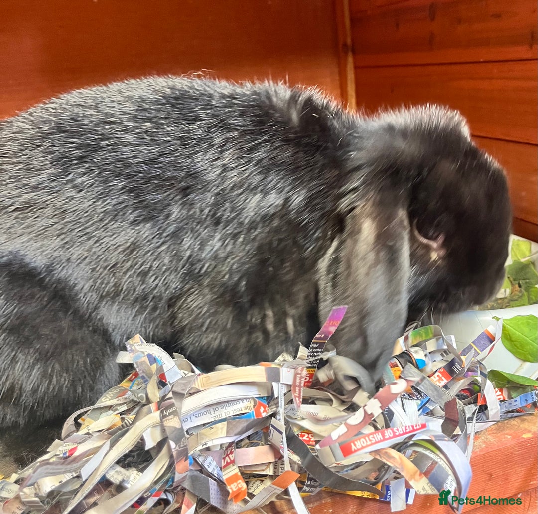 Mini Lop rabbits for sale: lop for sale - Image 3