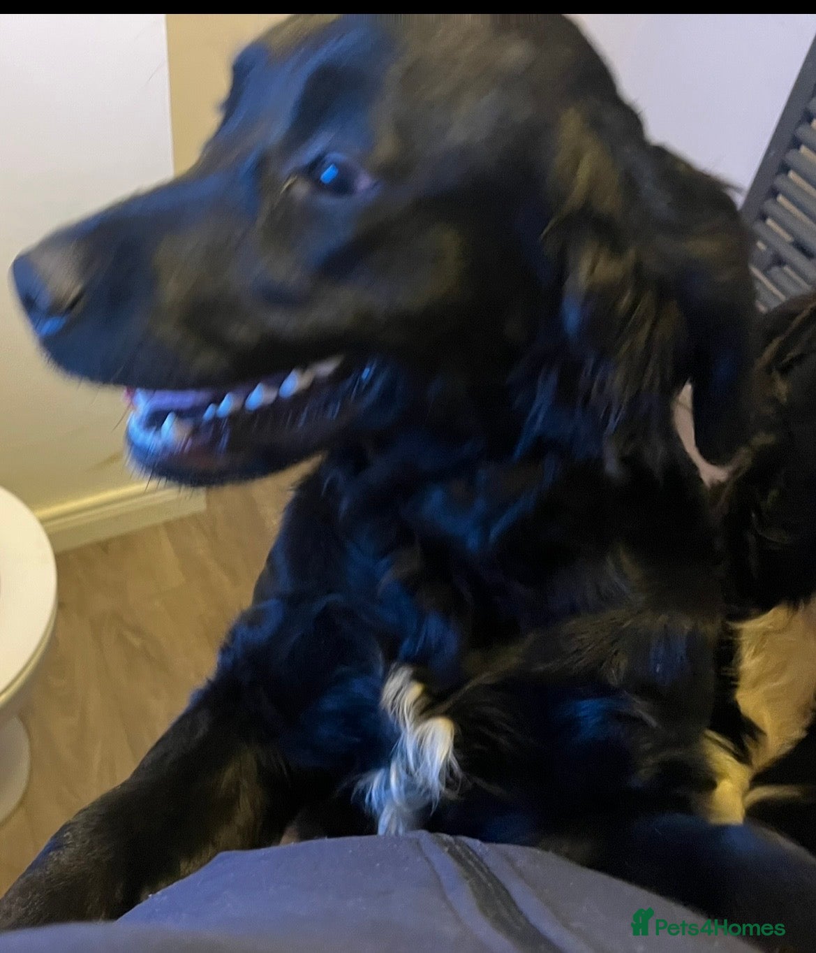 Mixed Breed dogs Golden Cocker - Advert 1