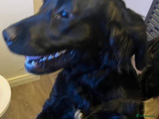 Mixed Breed dogs Golden Cocker - Advert 1