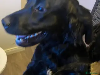 Mixed Breed dogs Golden Cocker - Advert 18