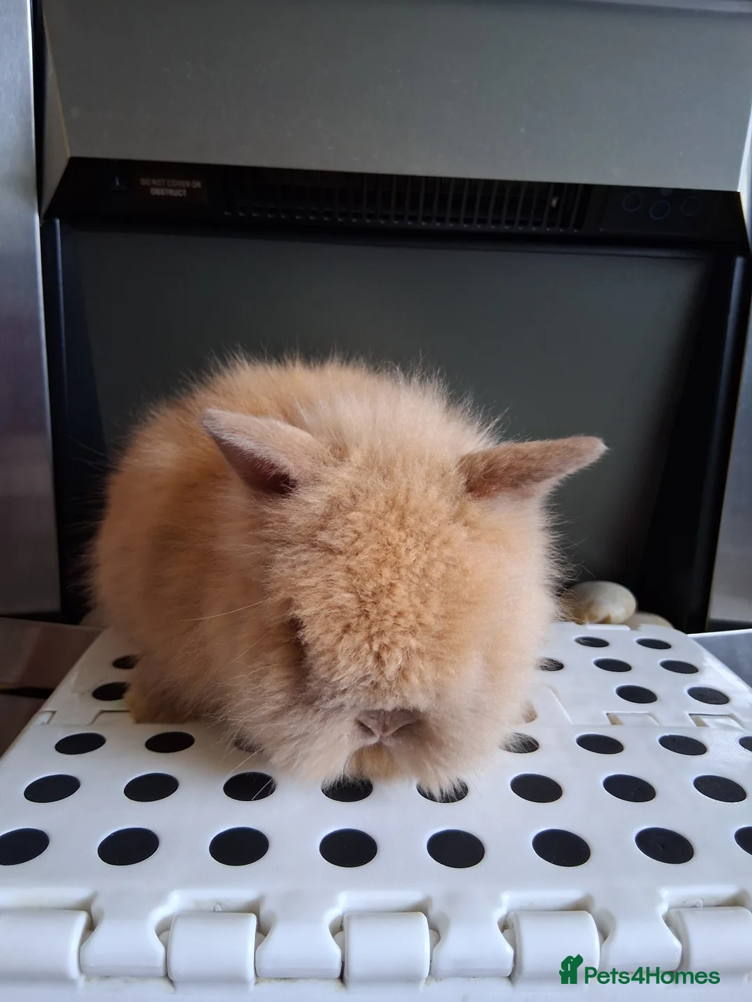 Lionhead rabbits for sale: Lionhead Baby Bunnies  - Advert 2