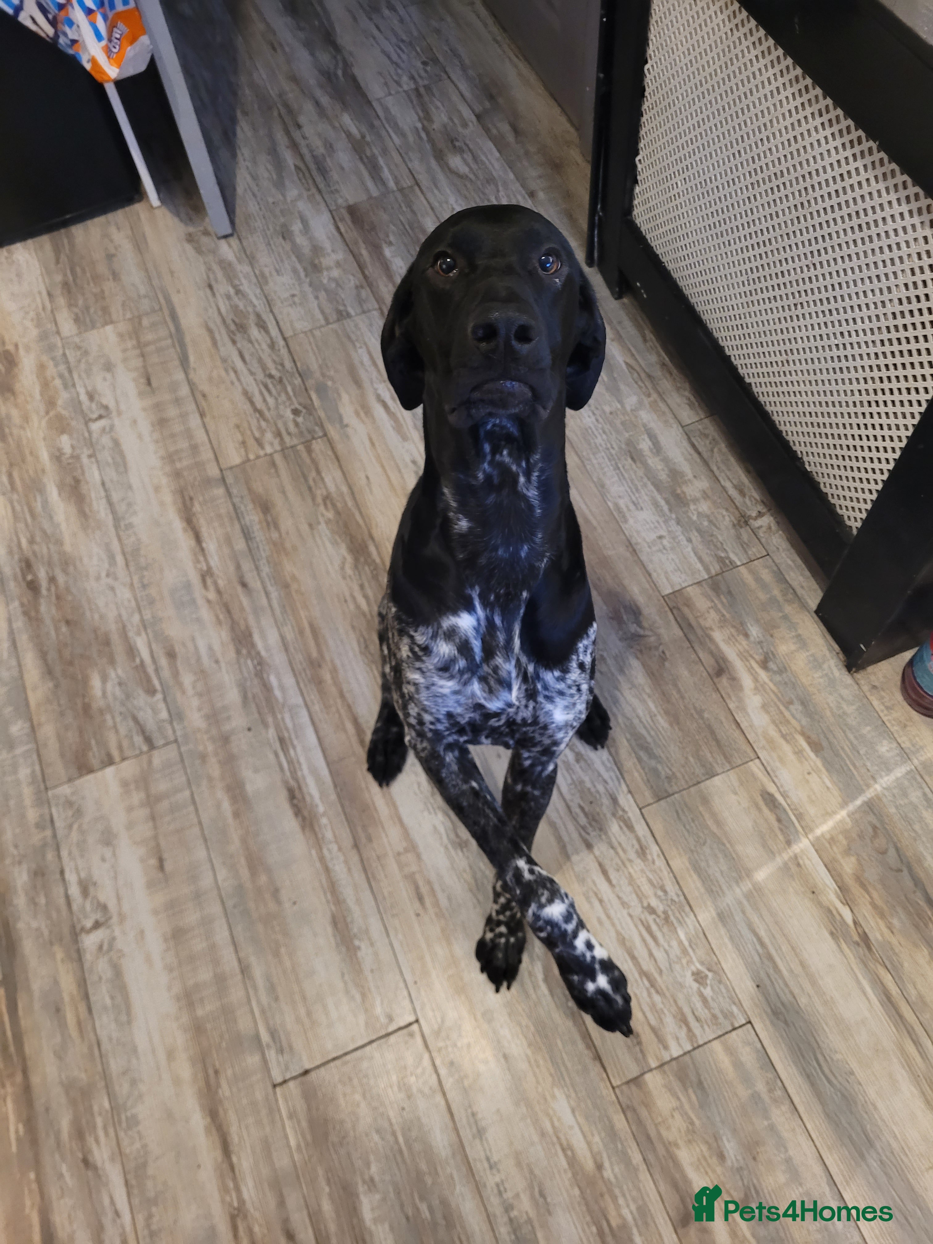 German Shorthaired Pointer dogs Short haired German pointer - Advert 5