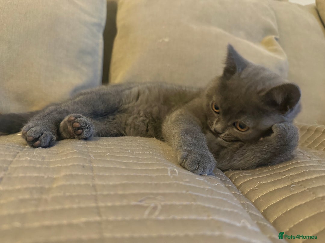 British Longhair cats for sale: 🐾 Adorable British Longhair Kittens  - Image 4
