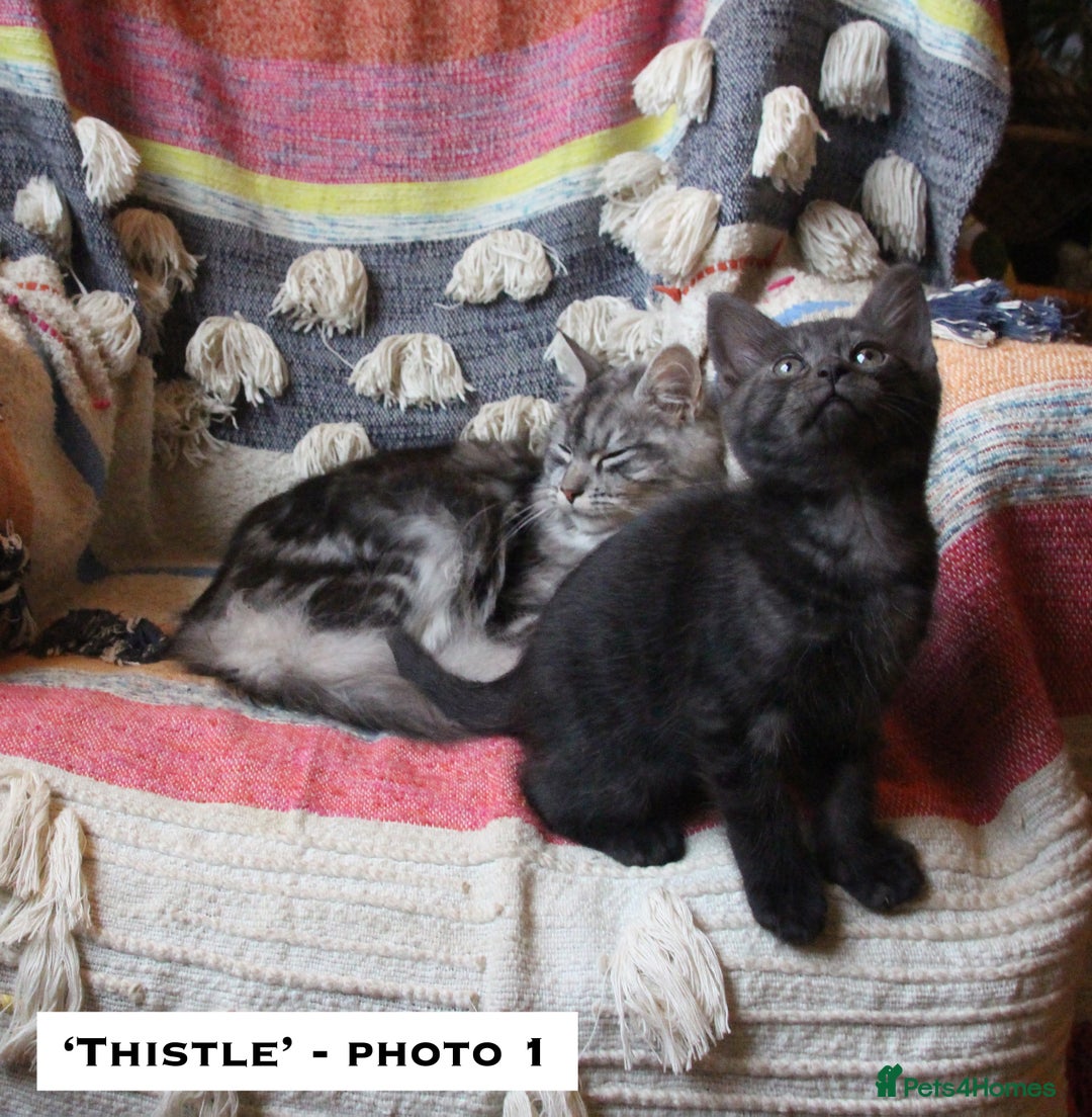 Mixed Breed cats for sale: Maine Coon Cross Kittens – Home Raised, Ready Jan - Advert 11