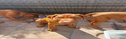 Rhodesian Ridgeback dogs for sale: KC Registered RR Ready for forever Homes 1st July - Advert 10
