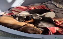 Miniature Dachshund dogs for sale: miniature dachshund puppies for sale. - Image 6