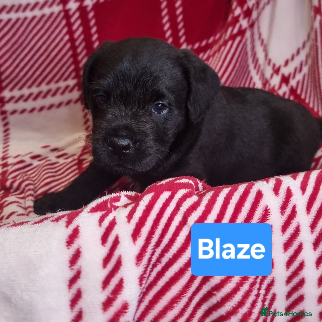 Mixed Breed dogs for sale: French Bulldog × Hungarian Puli Puppies - Advert 3