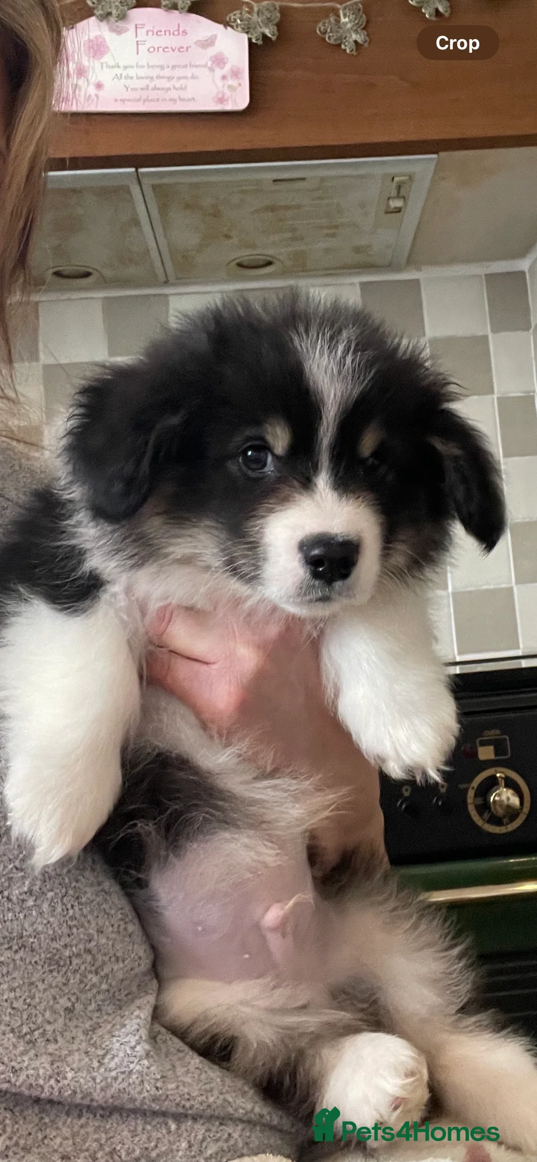 Welsh Corgi Pembroke dogs for stud: TOP QUALITY PROVEN !!! KC Pembroke Corgi for stud in Rugby - Advert 21