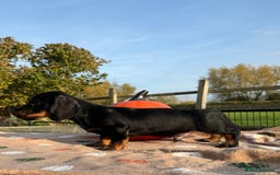 Miniature Dachshund dogs for sale: Miniature wire haired dachshund  - Image 5