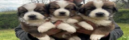 Saint Bernard dogs for sale: Stunning Saint Bernese puppies for sale  - Advert 1