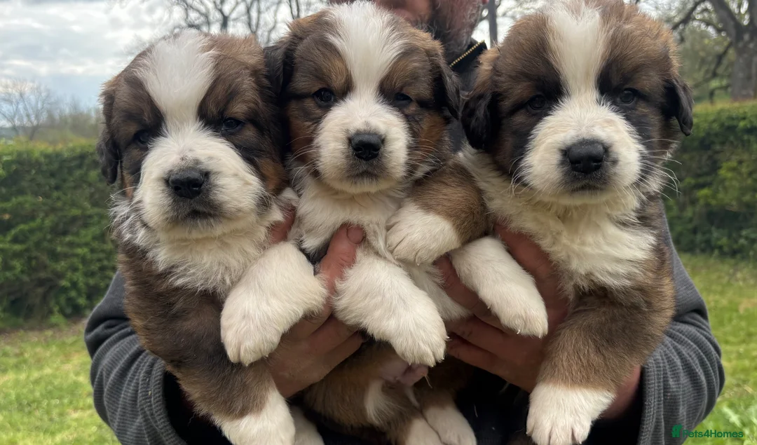 Saint Bernard dogs for sale: Stunning Saint Bernese puppies for sale  - Advert 1