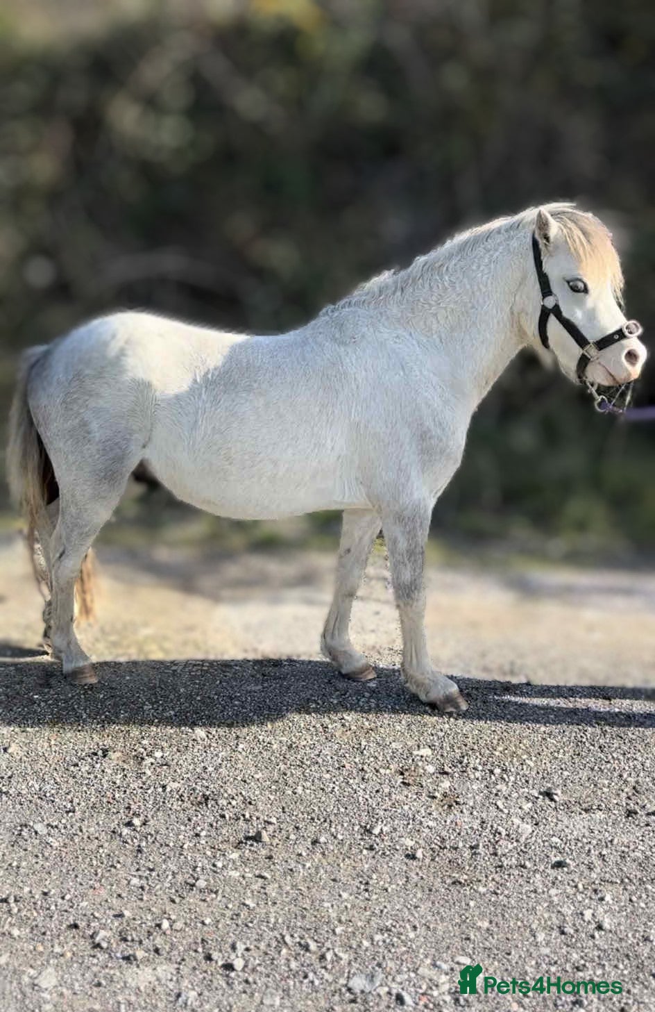 Welsh Section A horses Welsh section A pony  - Advert 16