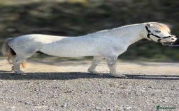 Welsh Section A horses for sale: Welsh section A pony  - Image 1