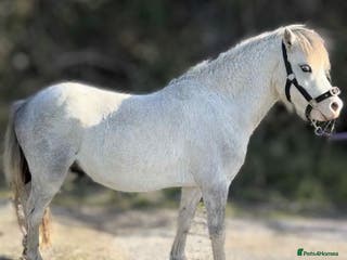 Welsh Section A horses Welsh section A pony - Advert 6