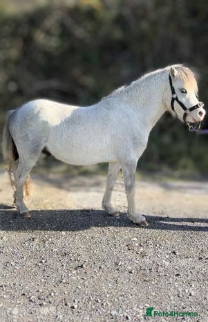 Welsh Section A horses - Advert 1