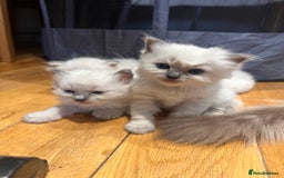 Ragdoll cats for sale: Ragdoll kittens  - Image 11