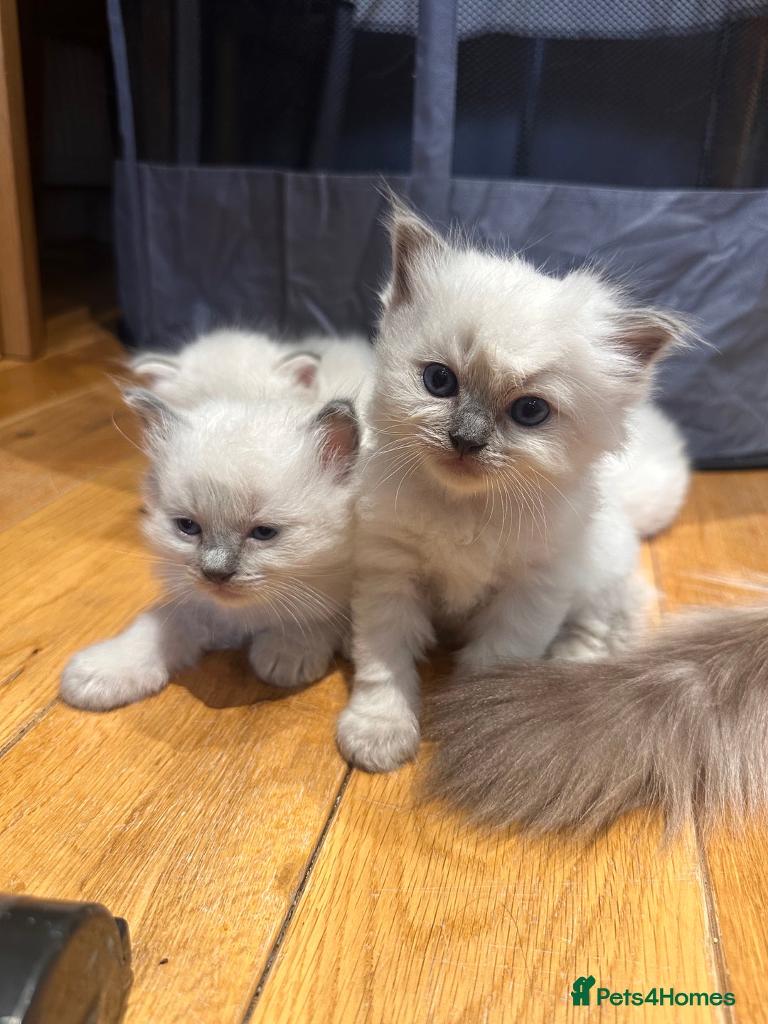 Ragdoll cats for sale: Ragdoll kittens  - Image 11
