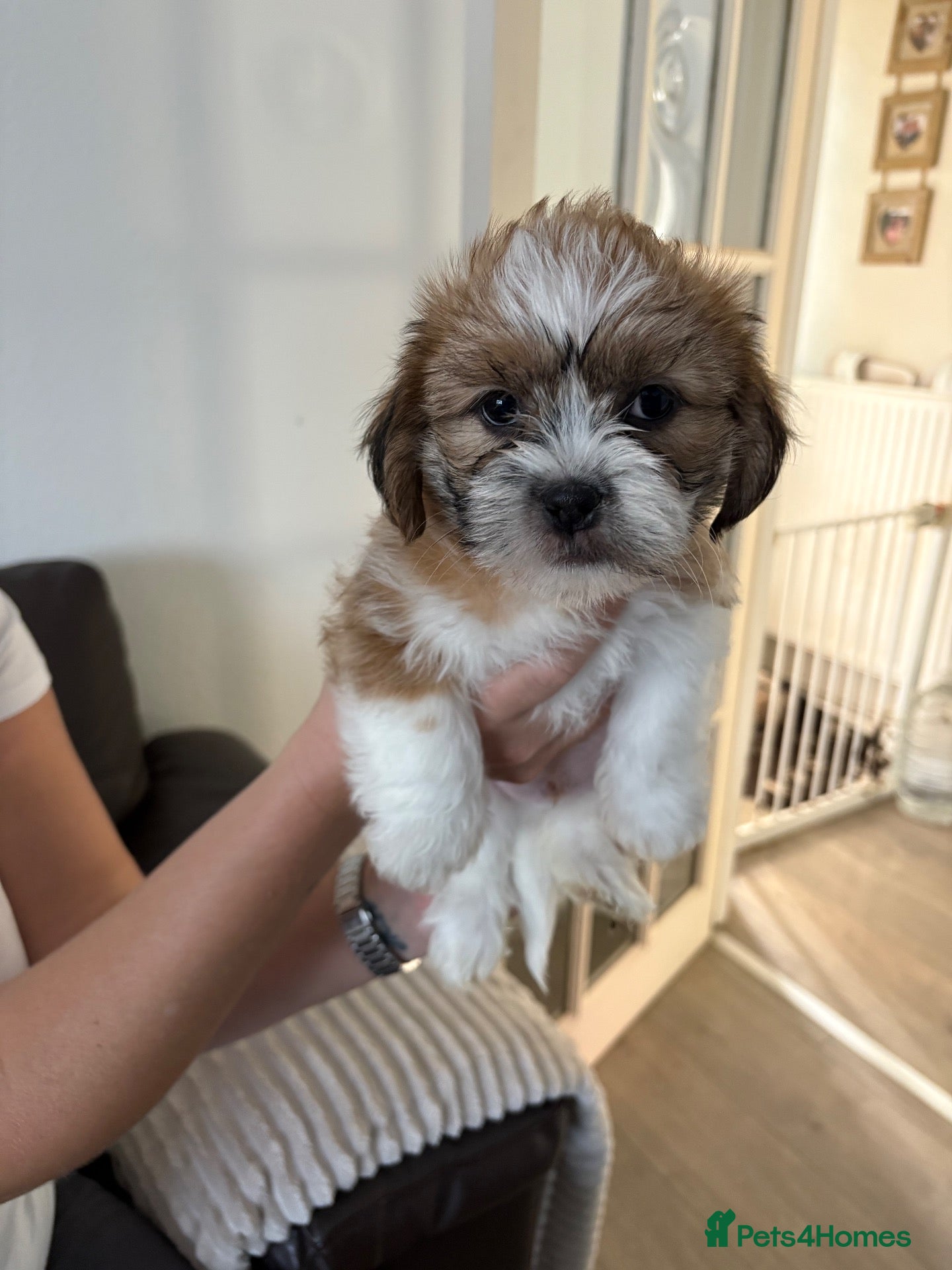 Shih Tzu dogs Beautiful Shih Tzu puppies  - Advert 3